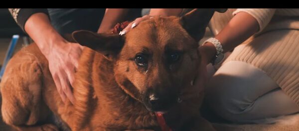 Литовская социальная реклама про брошенных животных - Sputnik Литва