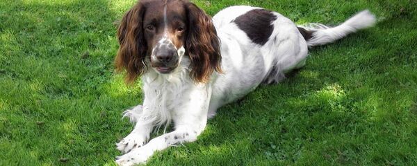 Šuo Šuo - Sputnik Lietuva