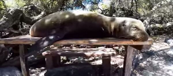 На Галапагосах морской лев помешал туристам пообедать на природе На Галапагосах морской лев помешал туристам пообедать на природе - Sputnik Lietuva