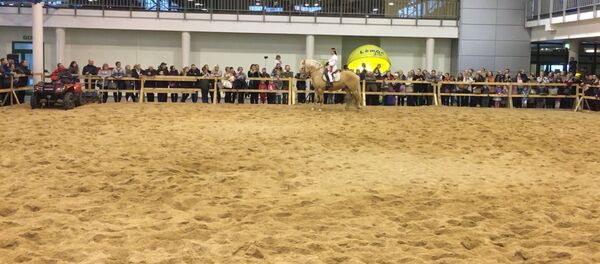 На выставке в Вильнюсе показали лучшие породы лошадей - Sputnik Литва