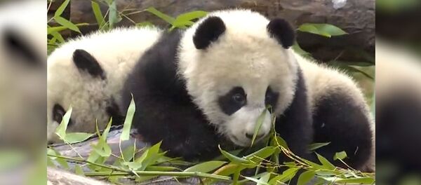Родившихся в Китае панд-близнецов сняли на видео Родившихся в Китае панд-близнецов сняли на видео - Sputnik Литва