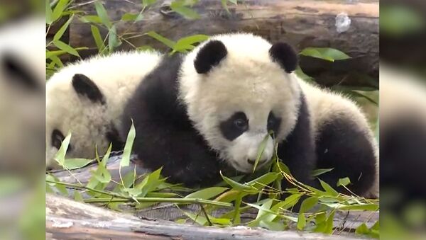 Родившихся в Китае панд-близнецов сняли на видео - Sputnik Литва