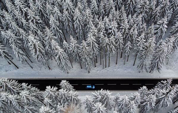 Зимний лес на востоке Германии - Sputnik Литва