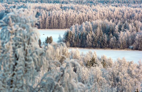 Заснеженное озеро Кончезеро и лес в Кондопожском районе Республики Карелия - Sputnik Литва