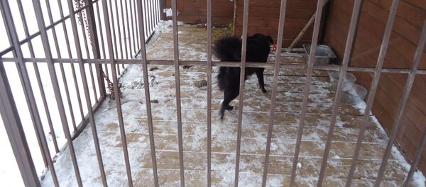 Gyvūnų globos organizacija Gyvūnų globos organizacija - Sputnik Lietuva