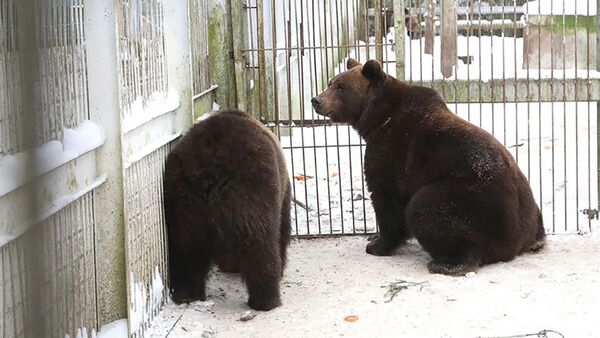Медведи из парка Грутас - Sputnik Литва