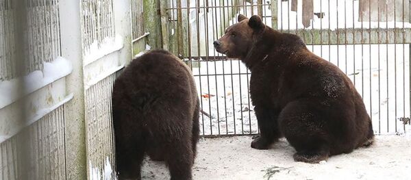 Медведи из парка Грутас - Sputnik Литва