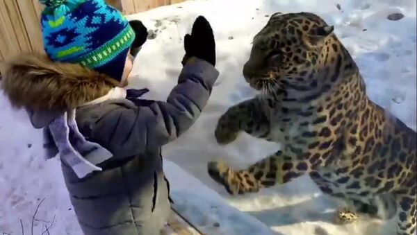 Леопард играет с малышом - Sputnik Литва