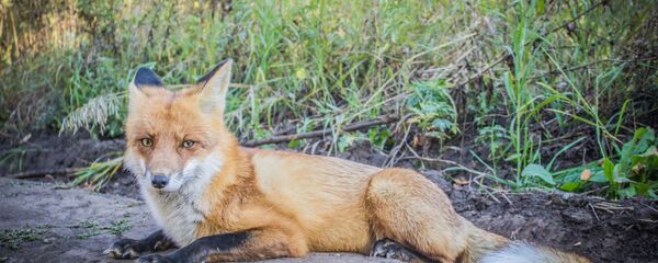 Лис из Самарской Луки Лис из Самарской Луки - Sputnik Lietuva
