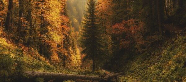 Сочинский национальный парк Сочинский национальный парк - Sputnik Lietuva