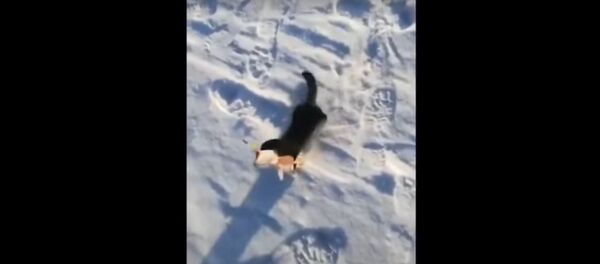 Кушать очень хочется: норка попыталась украсть улов у рыбаков Кушать очень хочется: норка попыталась украсть улов у рыбаков - Sputnik Lietuva