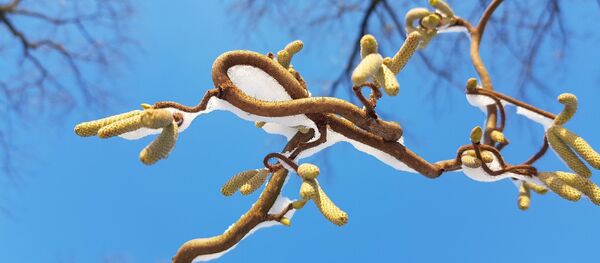 Ботанический сад в Каунасе зимой Ботанический сад в Каунасе зимой - Sputnik Lietuva