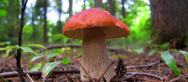 Белый гриб Белый гриб - Sputnik Литва