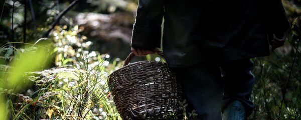 Сбор грибов - Sputnik Lietuva