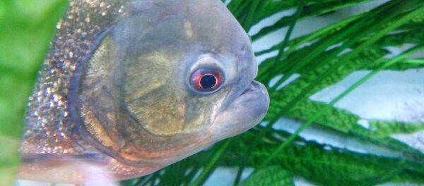 Пиранья, архивное фото - Sputnik Литва