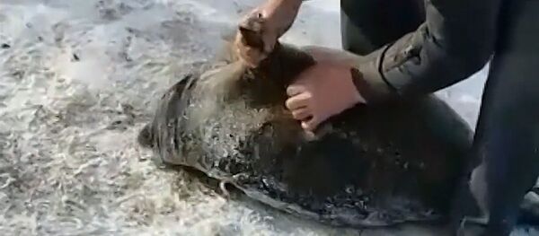 Сотрудники МЧС помогли раненой нерпе - Sputnik Литва