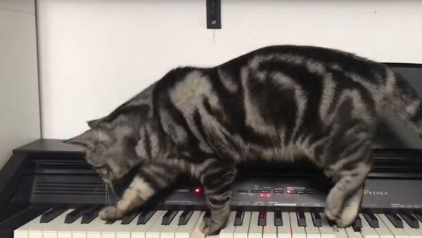 На видео сняли, как кошка играет на пианино - Sputnik Литва