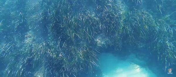 Осьминог замаскировался под риф, чтобы спрятаться от дайвера - Sputnik Литва