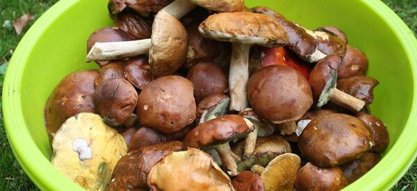 Грибочки из литовских лесов - Sputnik Литва