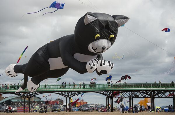 Люди любуются огромным котом на пляже Англии - Sputnik Литва