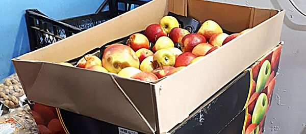 Литовские яблоки и груши, запрещенные к ввозу в РФ - Sputnik Литва