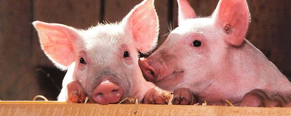 Свиньи, архивное фото - Sputnik Литва