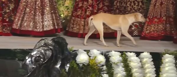 Indijoje valkataujantis šuo tapo mados šou žvaigžde - Sputnik Lietuva