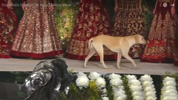 Indijoje valkataujantis šuo tapo mados šou žvaigžde - Sputnik Lietuva