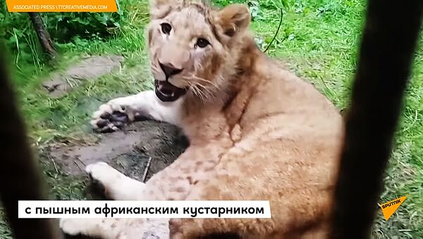 Трех львов и львенка вернули из Украины в ЮАР - Sputnik Литва