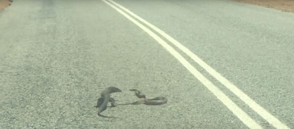 Gyvatės ir driežo kautynės Australijoje pateko į vaizdo įrašą - Sputnik Lietuva