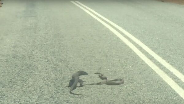 Gyvatės ir driežo kautynės Australijoje pateko į vaizdo įrašą - Sputnik Lietuva