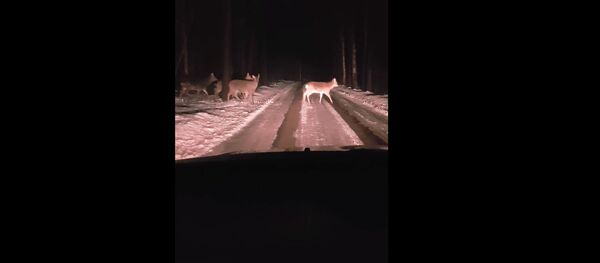 Литовец снял на видео, как стадо оленей переходит дорогу - Sputnik Литва