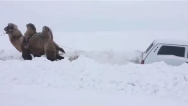 Saratove kupranugaris padėjo ištraukti sniege įstrigusį automobilį  - Sputnik Lietuva