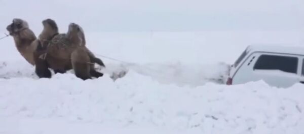 Saratove kupranugaris padėjo ištraukti sniege įstrigusį automobilį  - Sputnik Lietuva