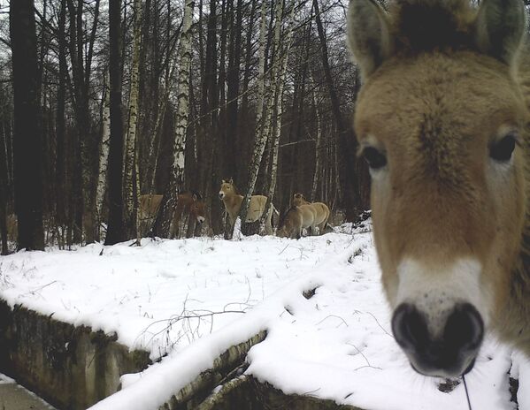 Дикие лошади в зоне отчуждения Чернобыльской АЭС - Sputnik Lietuva