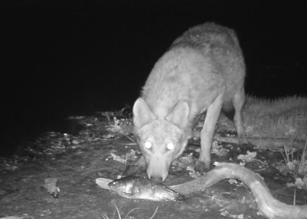 Волк в зоне отчуждения Чернобыльской АЭС - Sputnik Lietuva