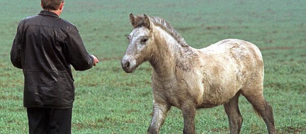 Чернобыльская АЭС: дикие животные в зоне отчуждения - Sputnik Литва