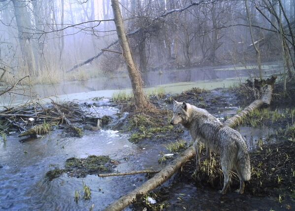 Волк в зоне Чернобыля - Sputnik Lietuva