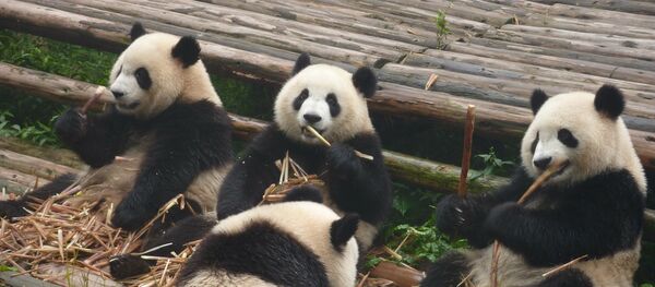 Панды - Sputnik Lietuva