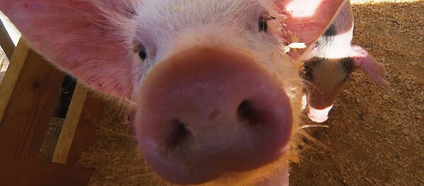 Kiaulė Kiaulė - Sputnik Lietuva