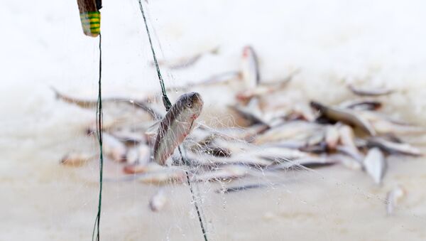 Ловля корюшки зимой, архивное фото - Sputnik Литва