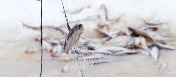 Ловля корюшки зимой, архивное фото - Sputnik Литва