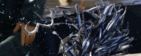 Лов корюшки, архивное фото Лов корюшки, архивное фото - Sputnik Литва