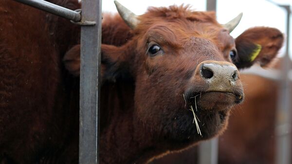 Корова, архивное фото - Sputnik Литва