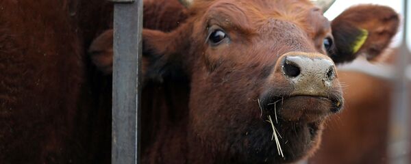 Корова, архивное фото Корова, архивное фото - Sputnik Литва
