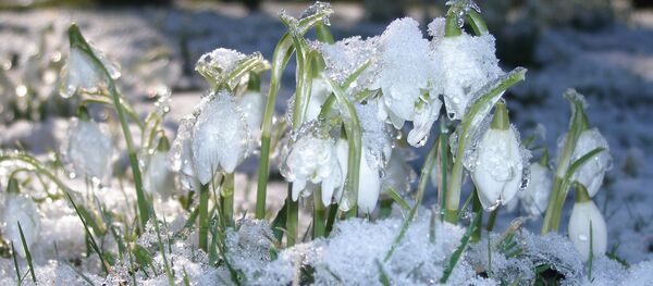 Оттепель, весна, архивное фото Оттепель, весна, архивное фото - Sputnik Литва