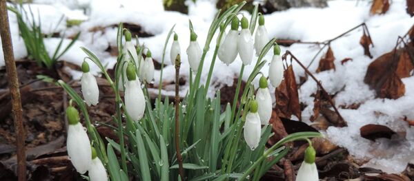 Оттепель, весна, архивное фото Оттепель, весна, архивное фото - Sputnik Литва