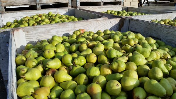 Топ-10 самых полезных продуктов осени: где найти и как приготовить - Sputnik Литва