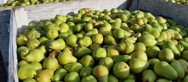 Груши, архивное фото Груши, архивное фото - Sputnik Lietuva