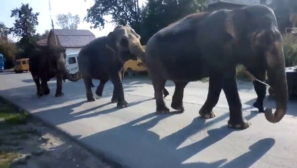 Слоны на улицах Златоуста - цирковые животные цепочкой прошли по городу - Sputnik Lietuva